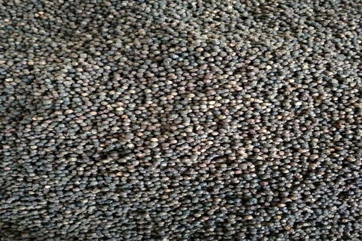Pimenta Preta from Madagáscar